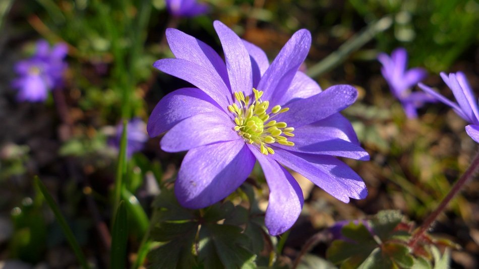 Violet blossoming anemone flowers