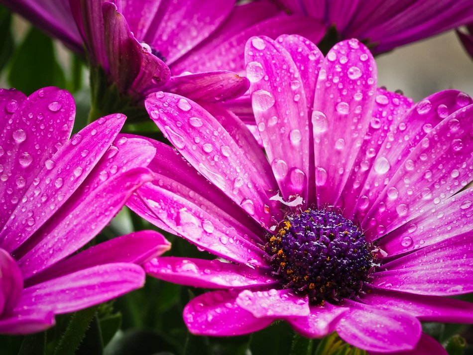 Cape Basket Flower