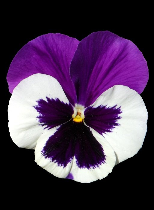pansy flower on black background