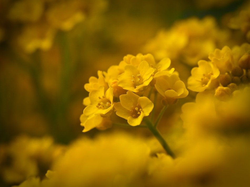 smooth brillenschötchen yellow flowers closeup