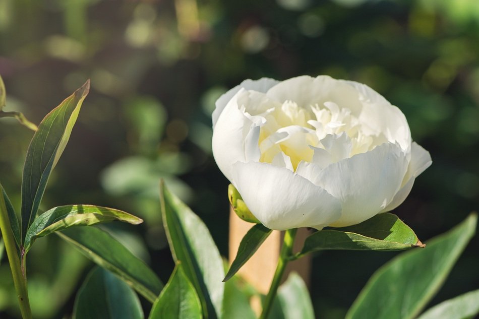 white peony in the garden