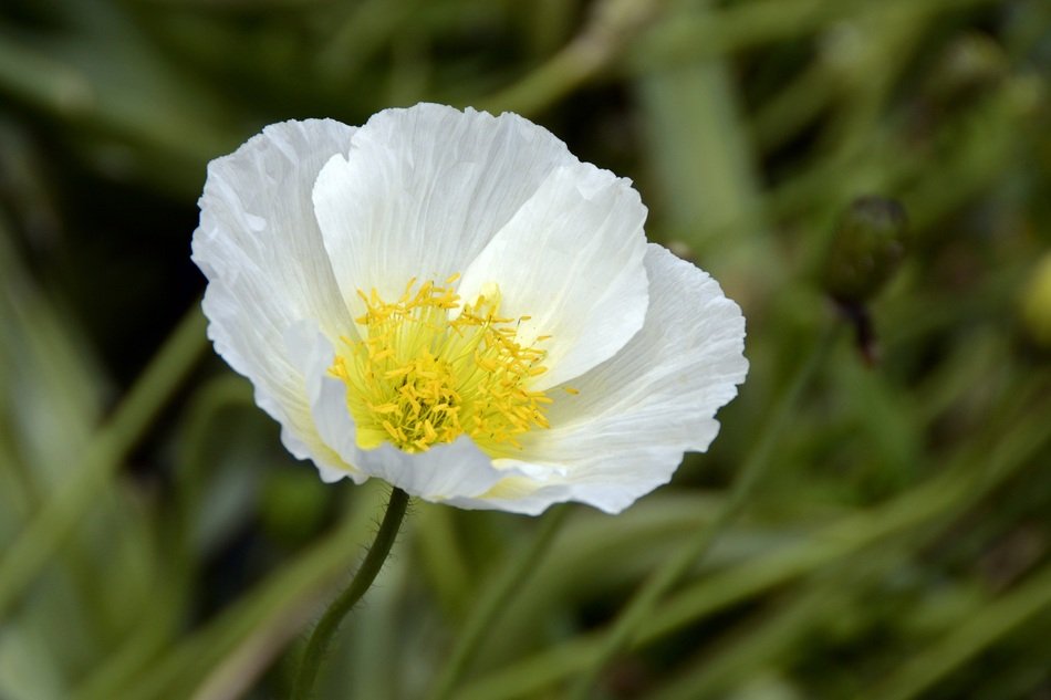 Yellow and White poppy