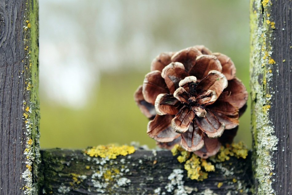 unusually beautiful Pine Cones