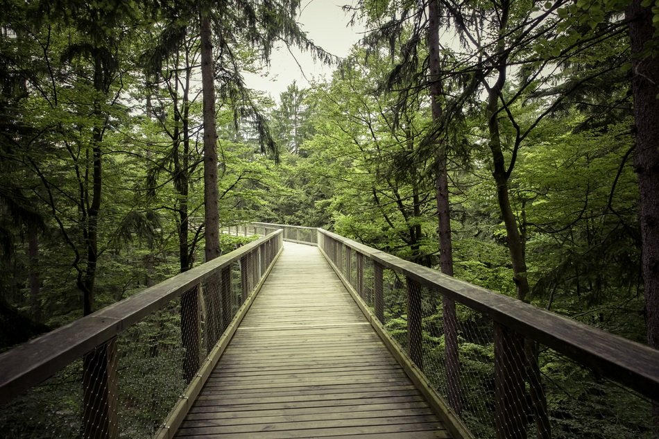 wooden pedestrian bridge in the middle of the forest