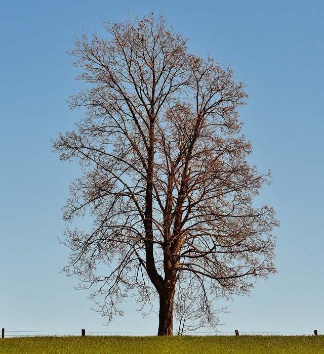 lonely tree on the edge of a ranch