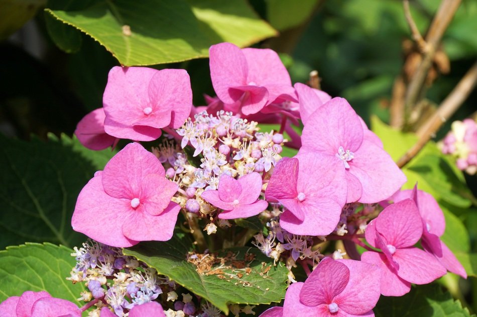 pink hydrangea in the sun close up