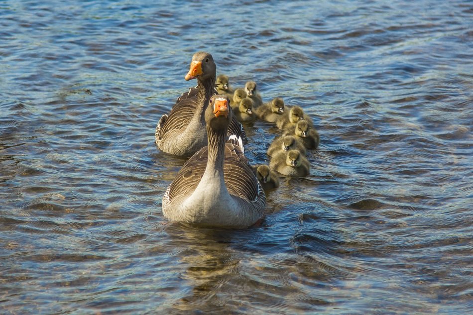 family of geese with chicks on the water