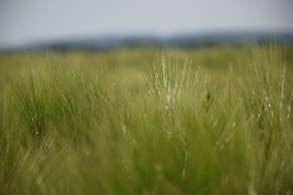 Game Focusing of grass