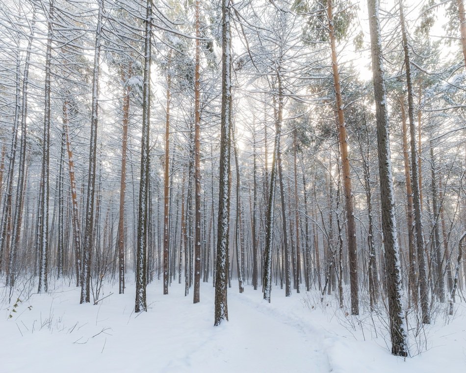 unusually beautiful Winter Forest