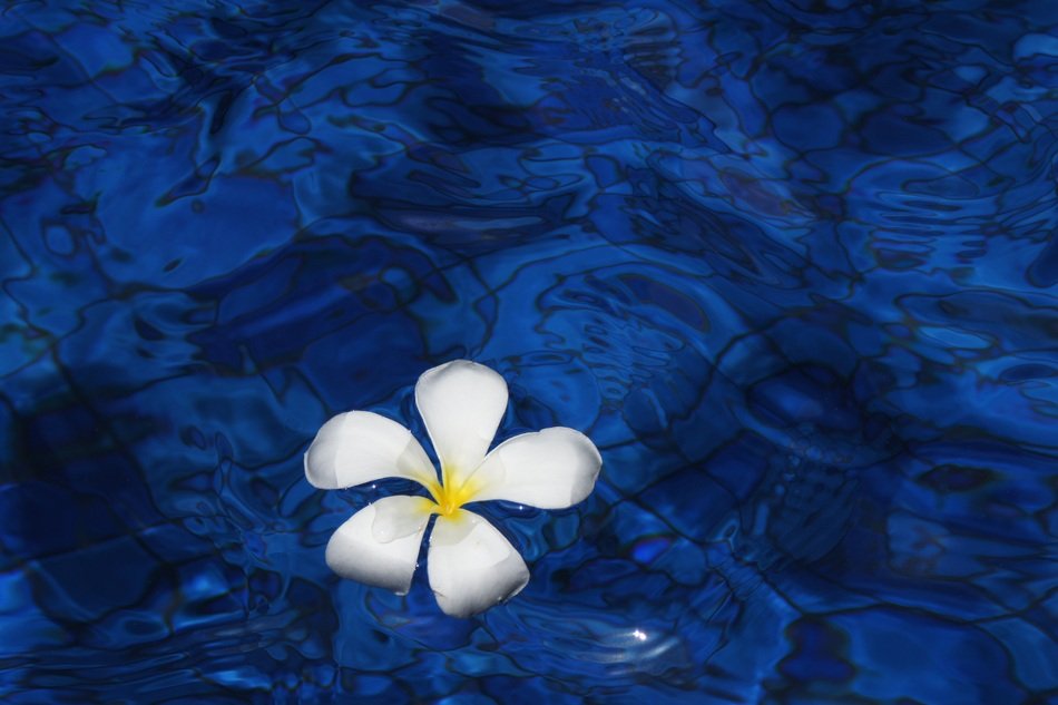 Flower in a water