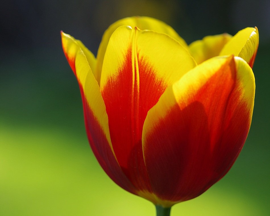 yellow red tulip bud on the blurred background