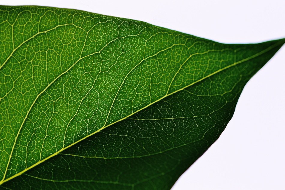front of a green leaf on a white background