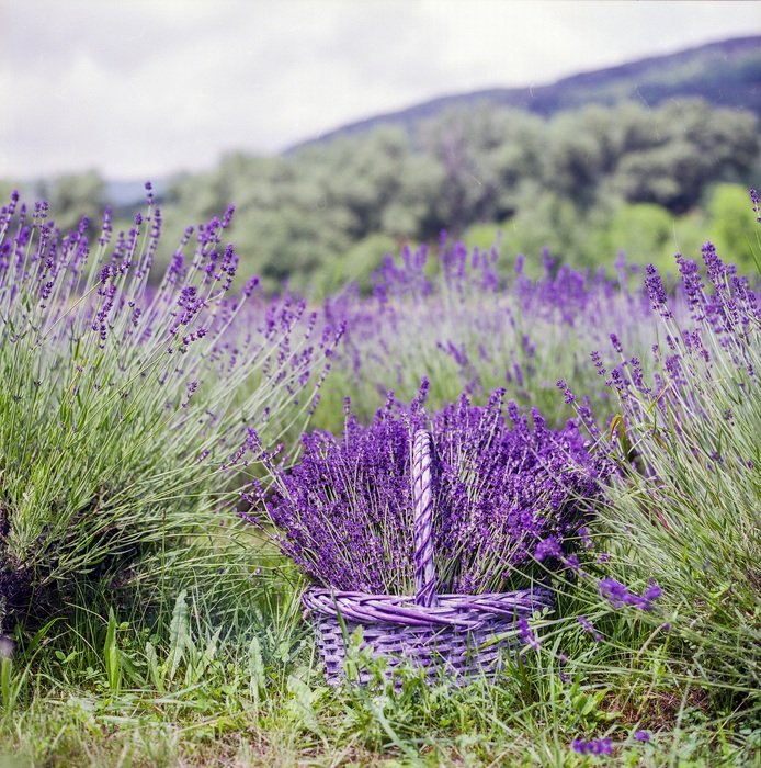 Beautiful Lavender flowers in Basket at Summer landscape with hills in Provence