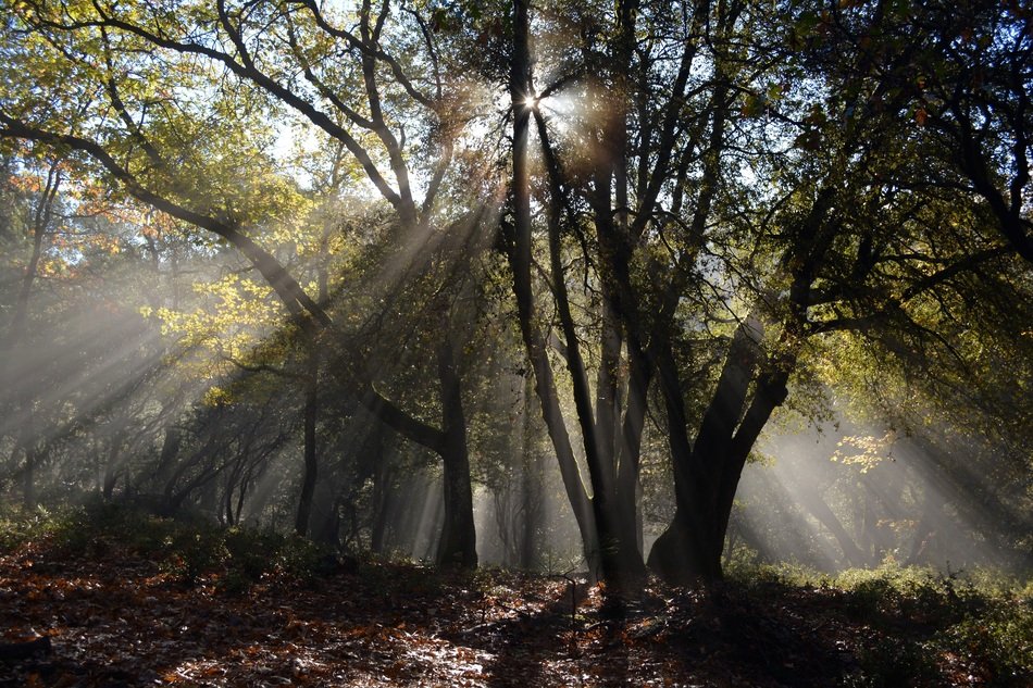 Forest Rays Nature Landscape