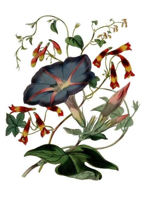 bloom flower drawing