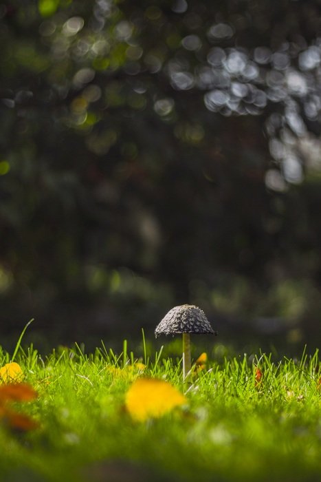 blurred view of the mushroom on the green grass