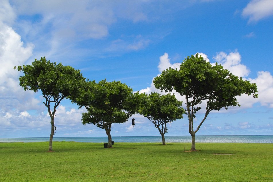 trees on a green field in hawaii