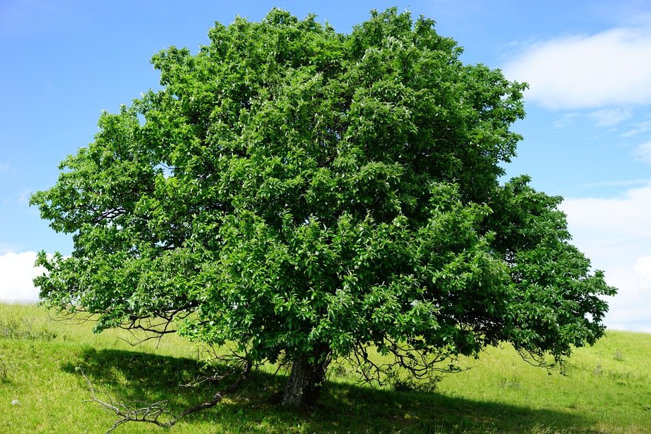 wonderful aloneTree