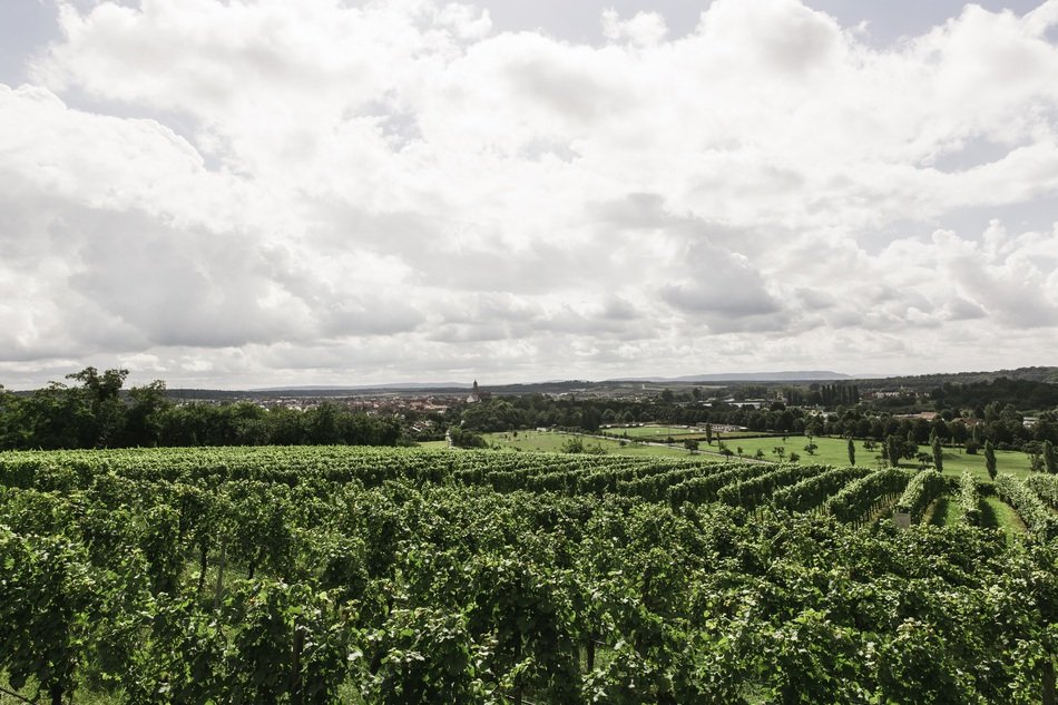 Landscape of green vineyards