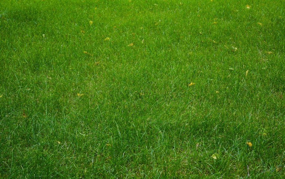 smooth green lawn