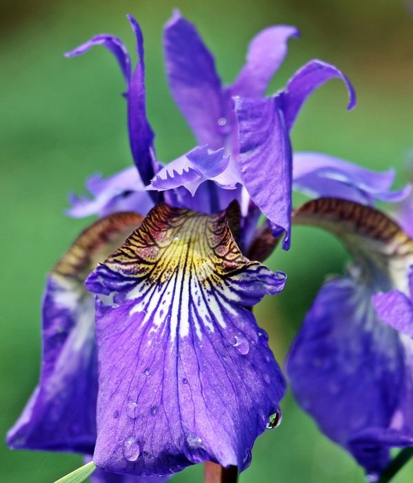 Iris Flower photography