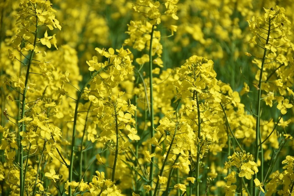 Beautiful oilseed rap with yellow flowers