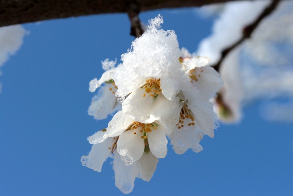 white bloom of cherry wood closeup
