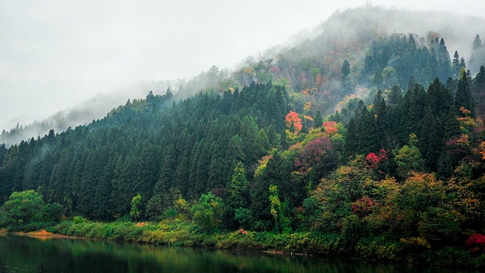 thick green forest on the mountain