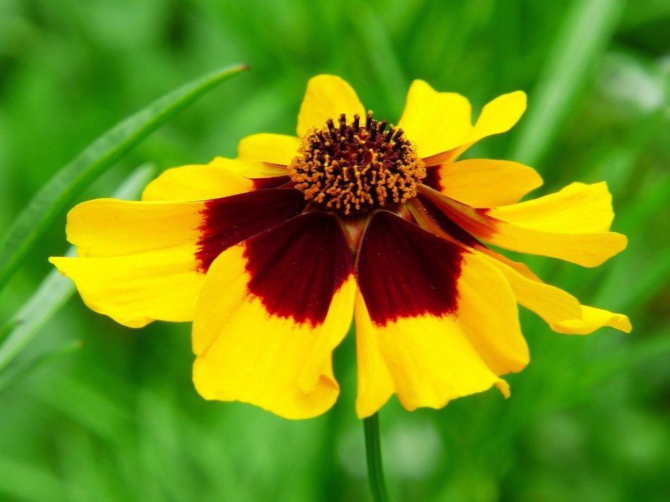 yellow mädchenauge Flower in Meadow