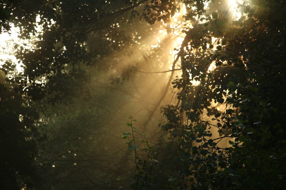 morning light through the foliage of trees