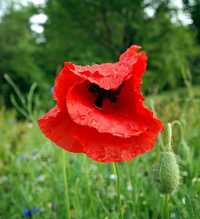 closeup view of Beautiful poppy and other flowers on the meadow