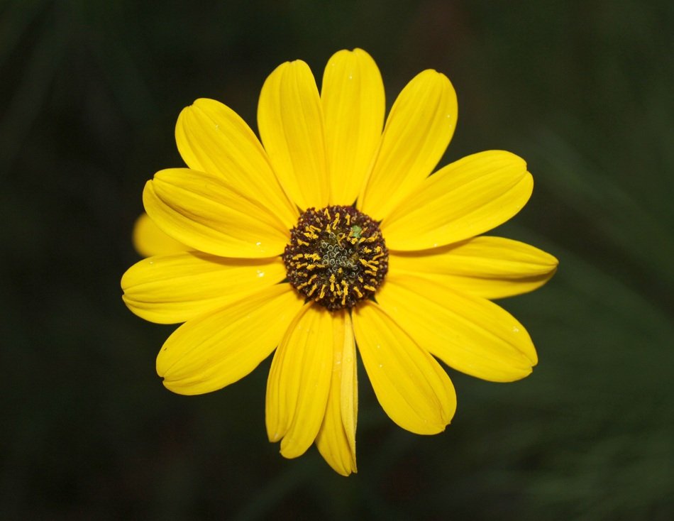 Yellow flower blossoms in the garden on a dark background