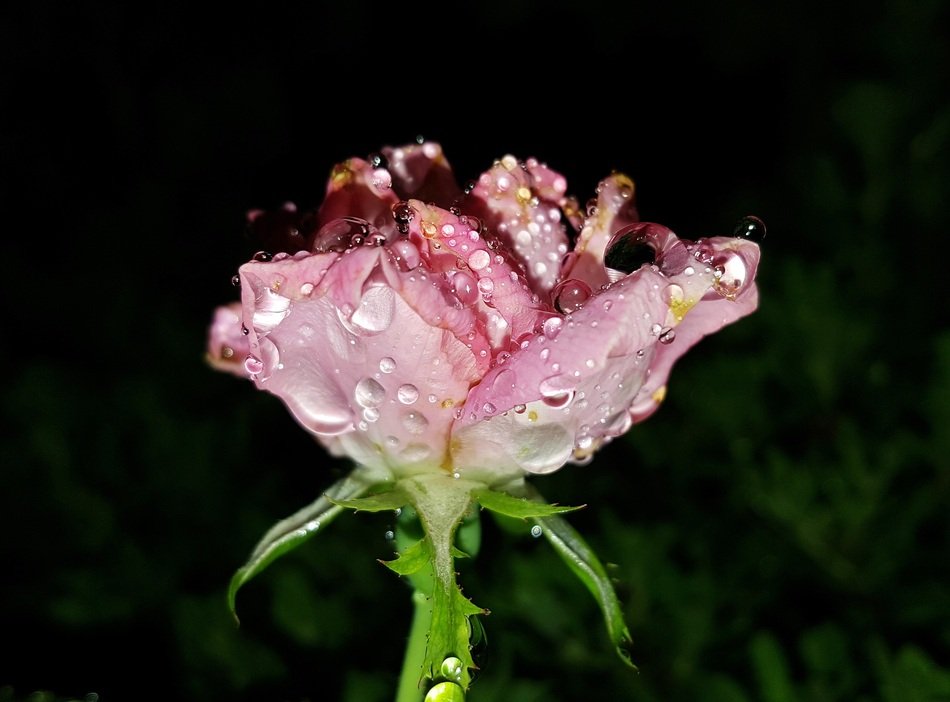 Morning droplets on a pink rose