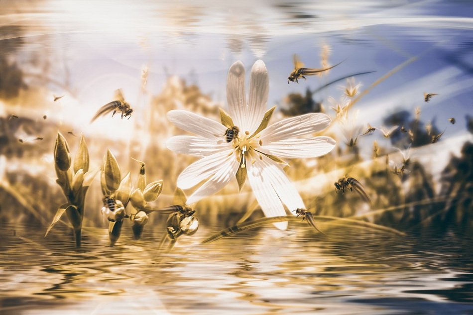 unusually beautiful r Water Pond Bee