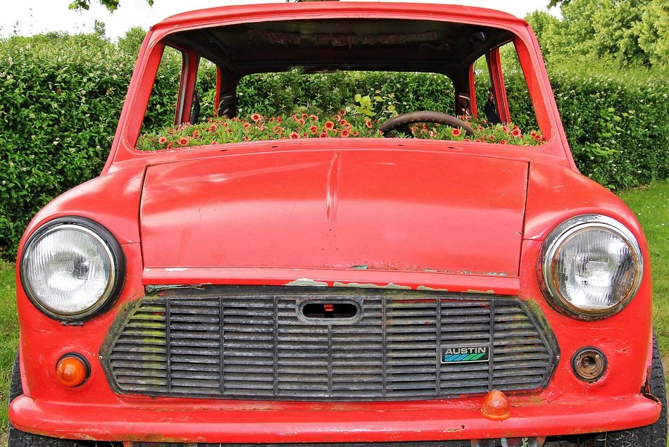 Beautiful and colorful flowers on the bumper of a red retro car near the plants