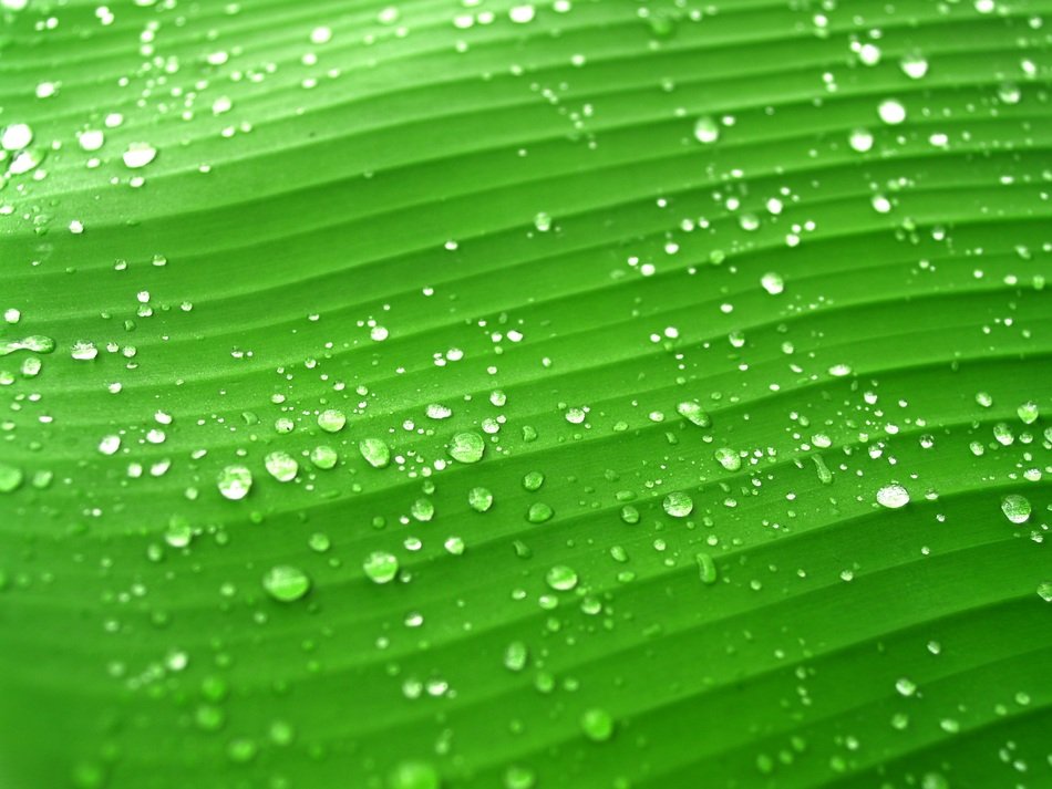 Water Drops on green Leaf srtucture