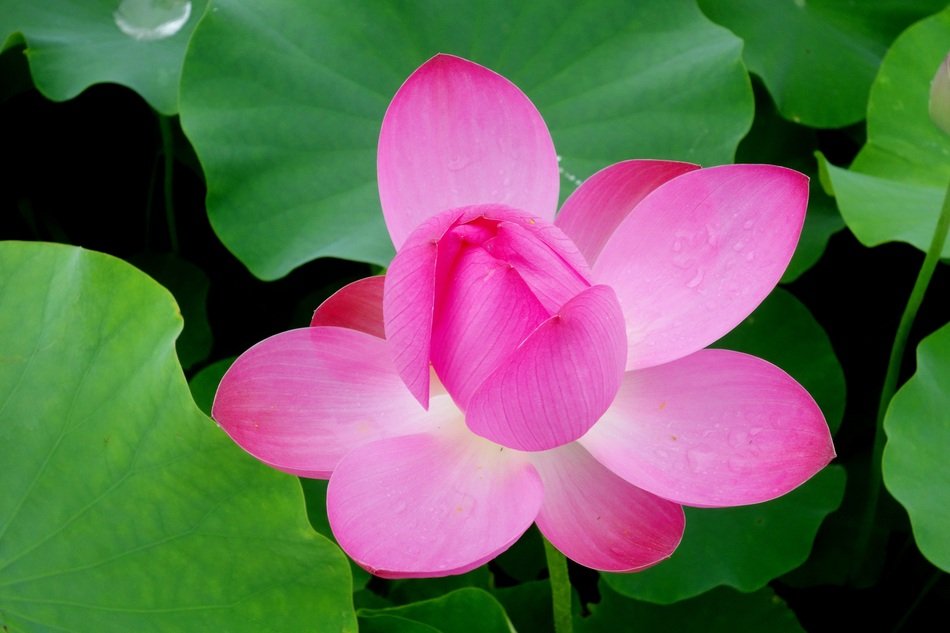 extraordinary beautiful Anapji Lotus flower