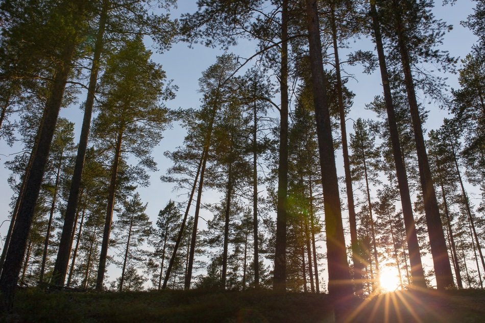 deciduous forest in the sunlight