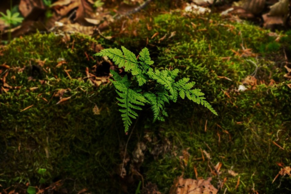 fern leaves on the ground in the forest