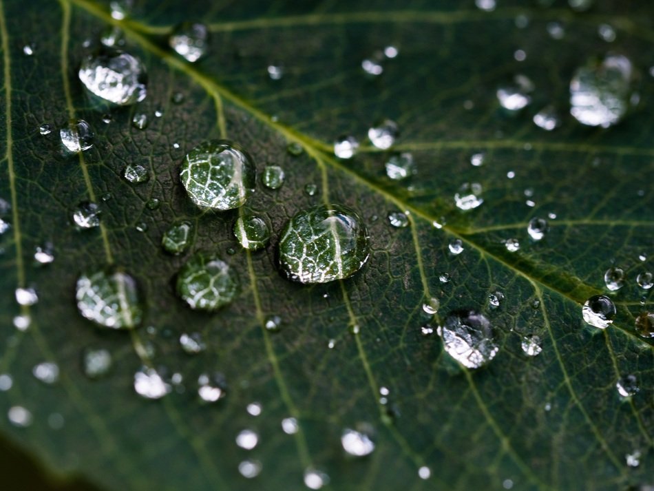 Leaf Rain Droplets Nature Macro