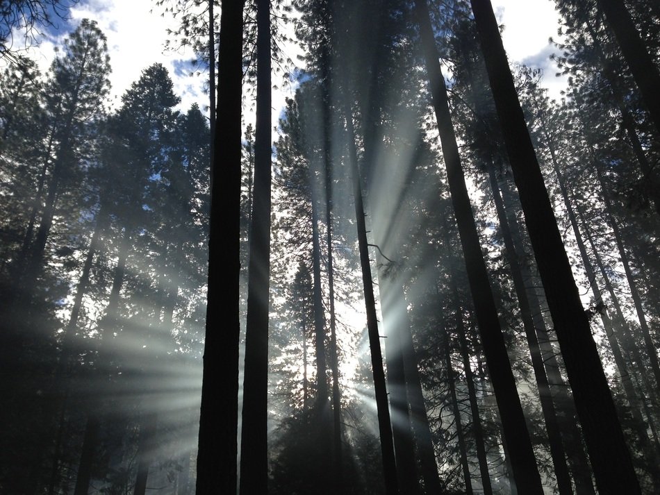 Rays in a beautiful, green forest with trees