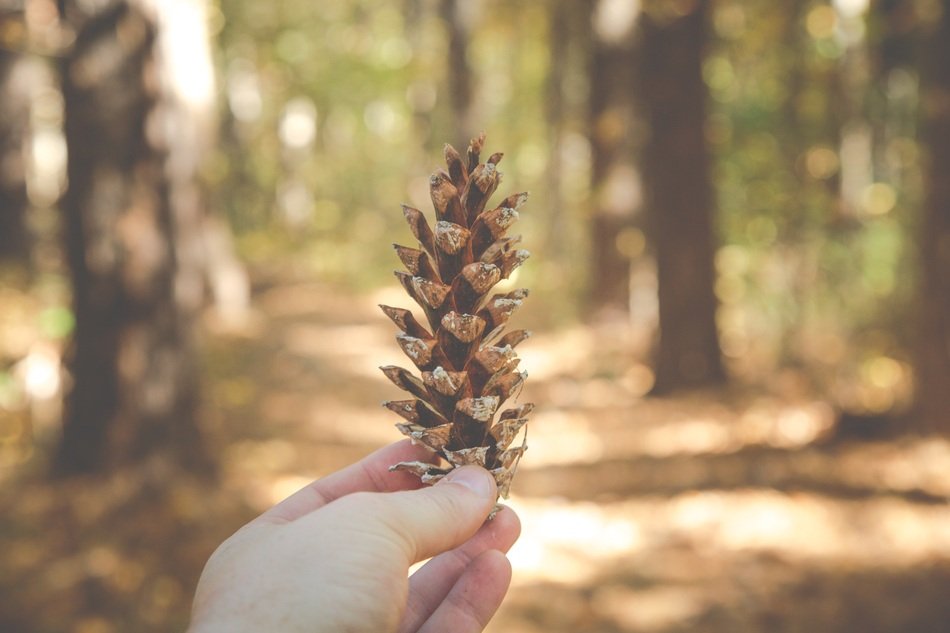 dry Pinecone in Hand close up