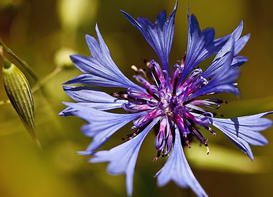 incredibly handsome Cornflower