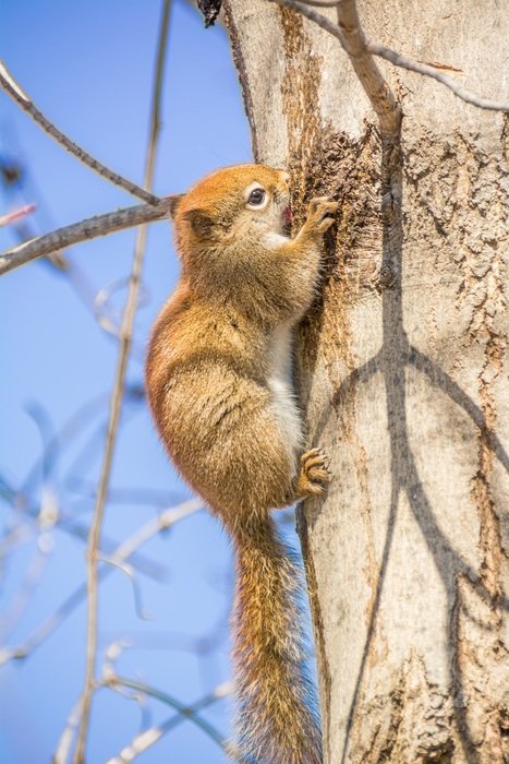 Red Squirrel Rodent