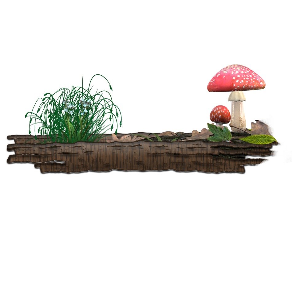 Red mushrooms near green and grass