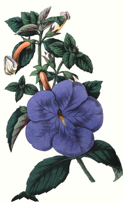 cupid's bow Flower