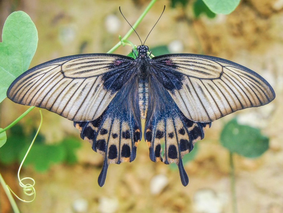 big butterfly in the wild