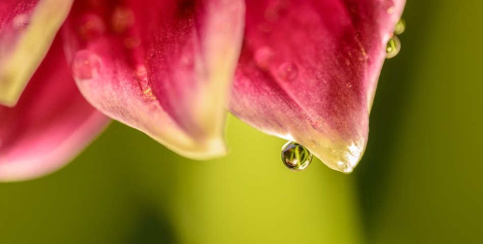 drop of water on a tulip