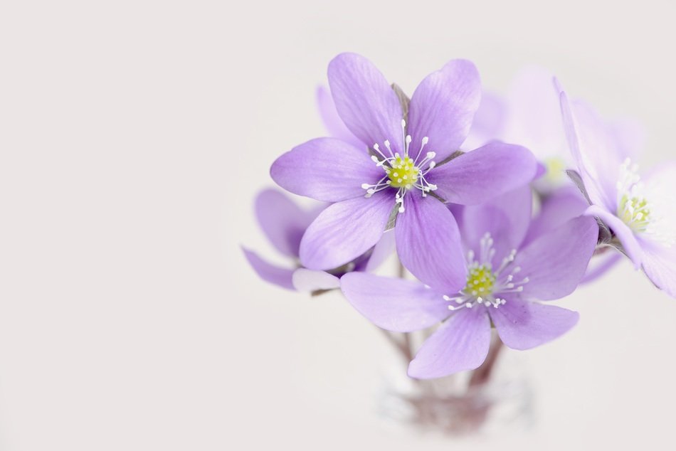 tender hepatica flowers