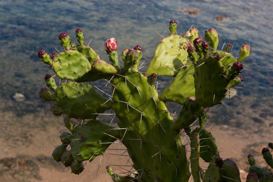 blooming prickly pear by the sea